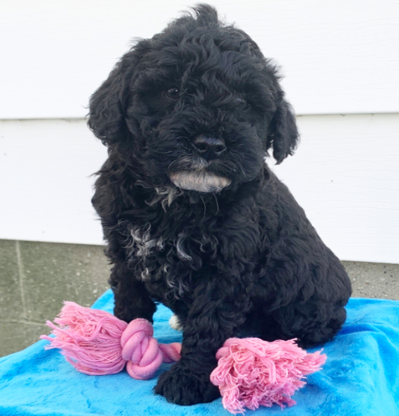 comprar cachorros sanos, baratos y asequibles para la venta